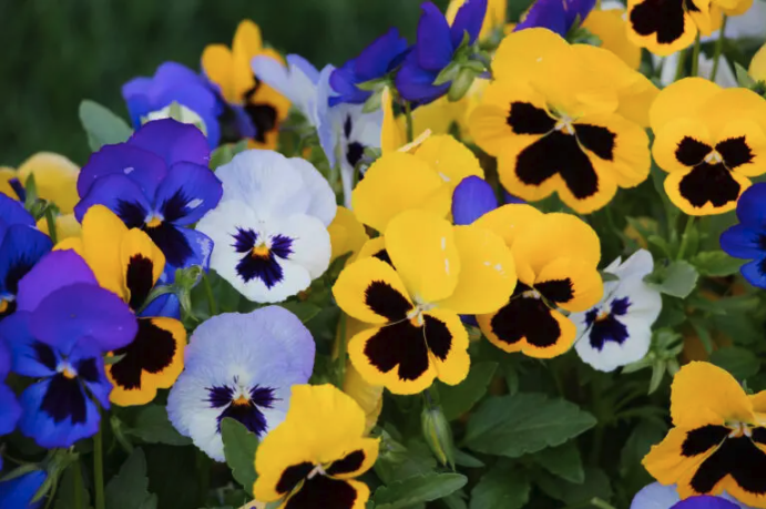 Pansies